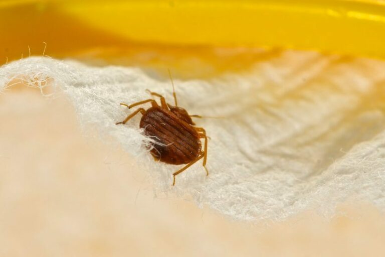 Get Rid of Bed Bugs: The Tools and Techniques to Keep Your Home Bed Bug Free 2