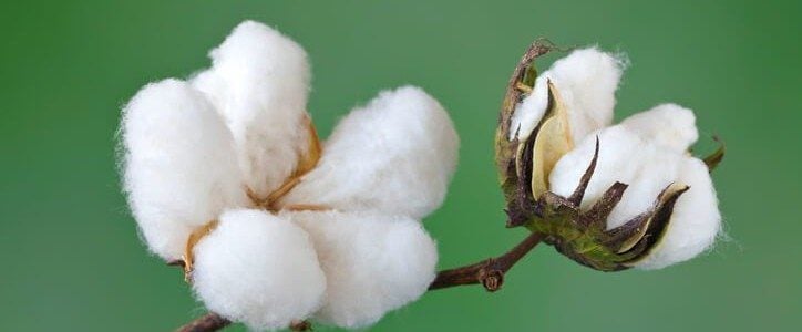 Organic Cotton vs Regular Cotton